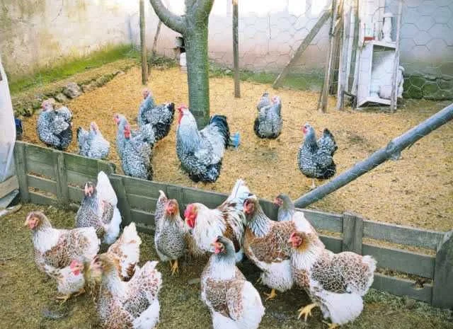 Віандот інкубаційне яйце біле золото, фарфор, срібло- фото № 6