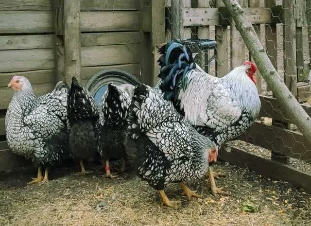 Віандот інкубаційне яйце біле золото, фарфор, срібло- фото № 7