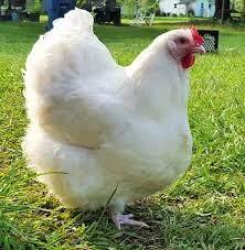 Инкубационное яйцо бройлера Росс 308, Кобб 500- фото № 1