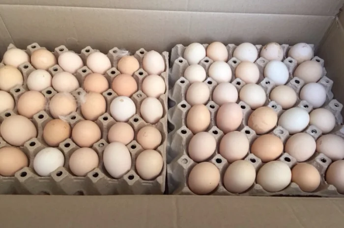 Продам інкубаційне яйце бройлер кобб 500, росс 308- фото № 2