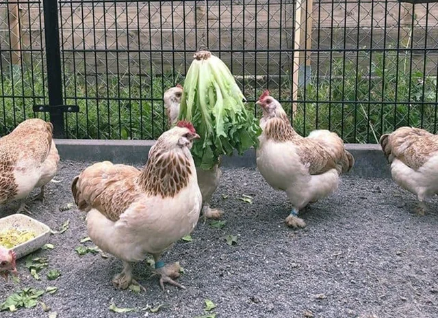 Яйце на інкубацію, курчата, Фавероль: лососева- фото № 1