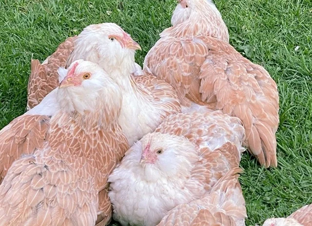 Яйце на інкубацію, курчата, Фавероль: лососева- фото № 2