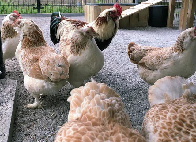 Яйце на інкубацію, курчата, Фавероль: лососева- фото № 3