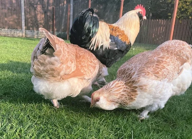 Яйце на інкубацію, курчата, Фавероль: лососева- фото № 4