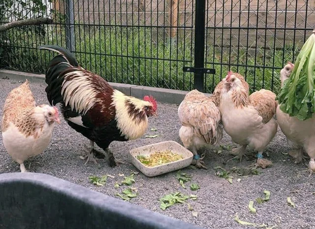 Яйце на інкубацію, курчата, Фавероль: лососева- фото № 6