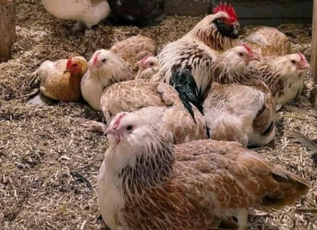 Яйце на інкубацію, курчата, Фавероль: лососева- фото № 7