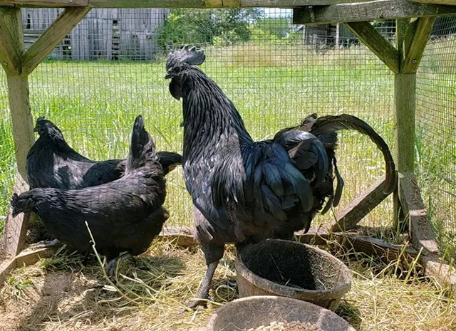 Яйце на інкубацію, курчата, Ухейілюй- фото № 1