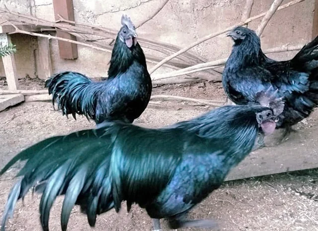 Яйце на інкубацію, курчата, Ухейілюй- фото № 2