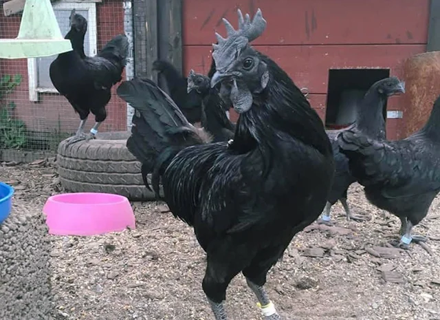 Яйце на інкубацію, курчата, Ухейілюй- фото № 3