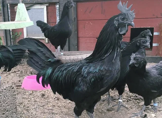 Яйце на інкубацію, курчата, Ухейілюй- фото № 5