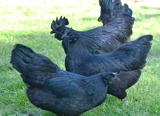 Яйце на інкубацію, курчата, Ухейілюй- фото № 6