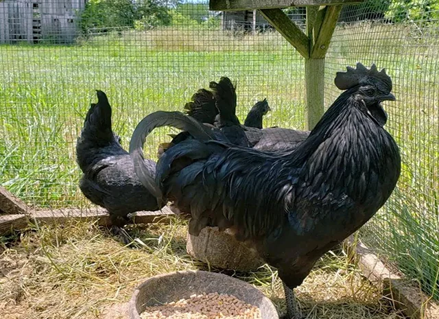 Яйце на інкубацію, курчата, Ухейілюй- фото № 7