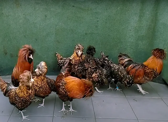 Яйце на інкубацію, курчата, Падуан: золото, фарфоровий- фото № 1