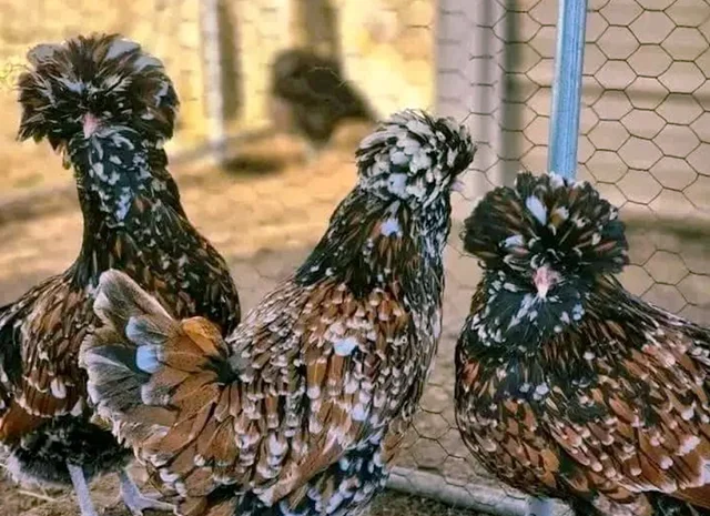 Яйце на інкубацію, курчата, Падуан: золото, фарфоровий- фото № 2