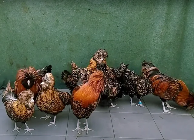 Яйце на інкубацію, курчата, Падуан: золото, фарфоровий- фото № 3