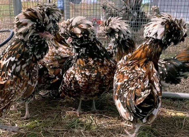 Яйце на інкубацію, курчата, Падуан: золото, фарфоровий- фото № 4