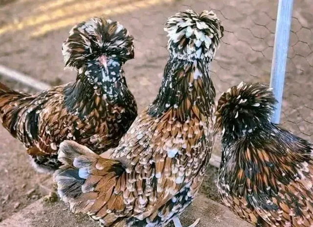 Яйце на інкубацію, курчата, Падуан: золото, фарфоровий- фото № 5