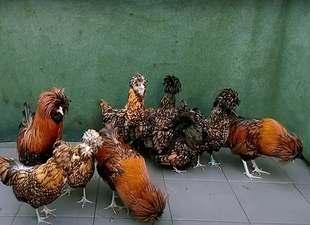 Яйце на інкубацію, курчата, Падуан: золото, фарфоровий- фото № 6