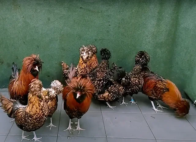 Яйце на інкубацію, курчата, Падуан: золото, фарфоровий- фото № 7