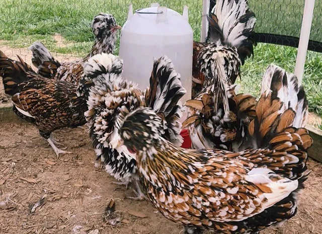 Яйце на інкубацію, курчата, Падуан: золото, фарфоровий- фото № 8