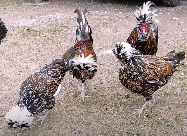 Яйце на інкубацію, курчата, Павловська: фарфорова- фото № 1