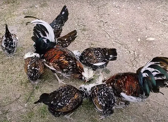 Яйце на інкубацію, курчата, Павловська: фарфорова- фото № 3