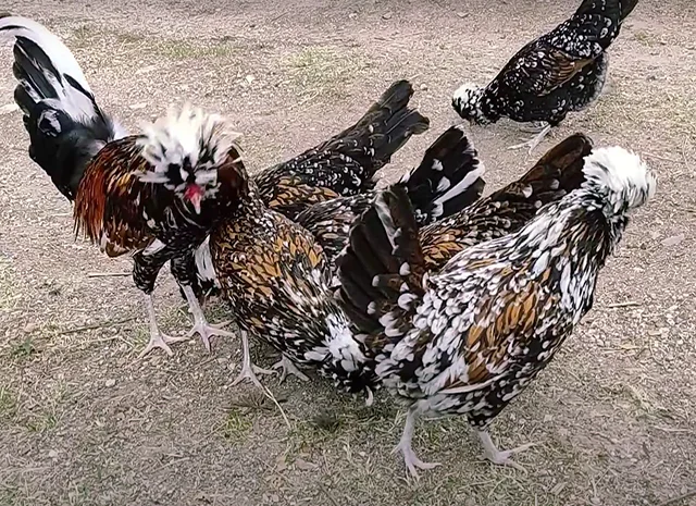 Яйце на інкубацію, курчата, Павловська: фарфорова- фото № 5