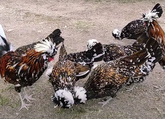 Яйце на інкубацію, курчата, Павловська: фарфорова- фото № 6