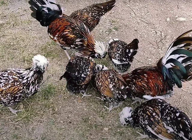 Яйце на інкубацію, курчата, Павловська: фарфорова- фото № 7