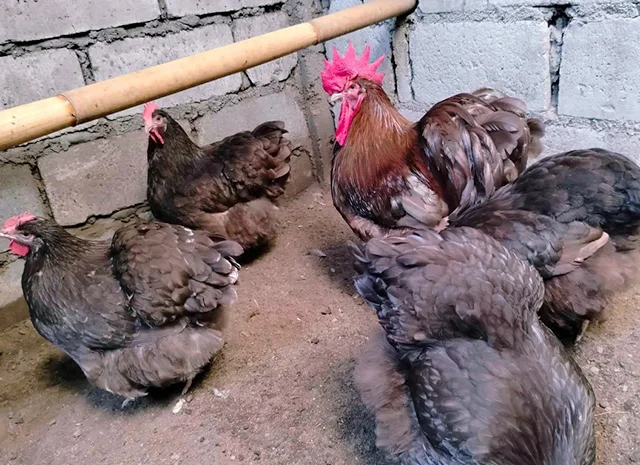 Яйце на інкубацію, курчата, Орпінгтон: куріпчастий, шоколад, ситцевий- фото № 1