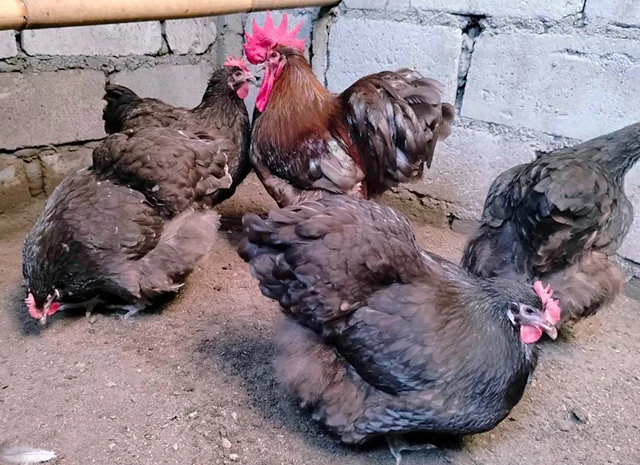 Яйце на інкубацію, курчата, Орпінгтон: куріпчастий, шоколад, ситцевий- фото № 2