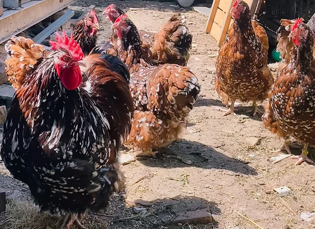 Яйце на інкубацію, курчата, Орпінгтон: куріпчастий, шоколад, ситцевий- фото № 3