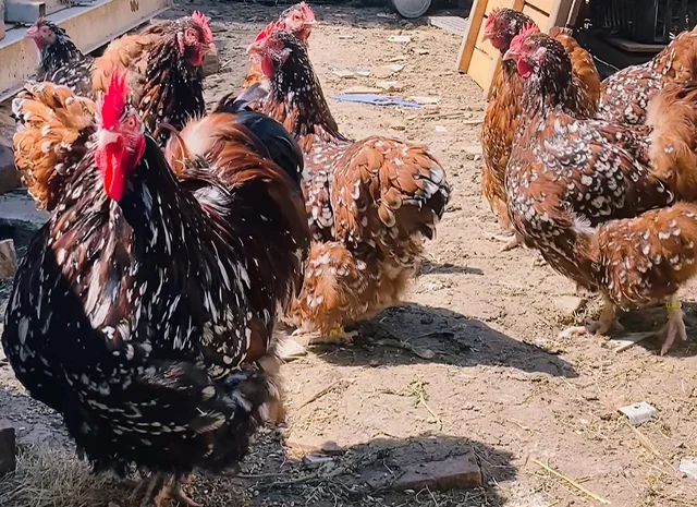 Яйце на інкубацію, курчата, Орпінгтон: куріпчастий, шоколад, ситцевий- фото № 5