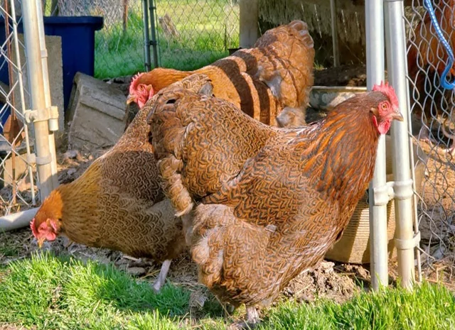 Яйце на інкубацію, курчата, Орпінгтон: куріпчастий, шоколад, ситцевий- фото № 6