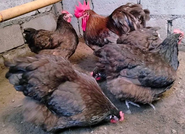 Яйце на інкубацію, курчата, Орпінгтон: куріпчастий, шоколад, ситцевий- фото № 7