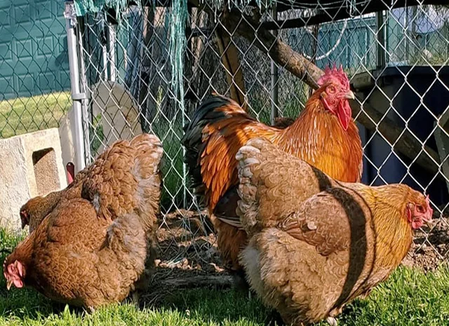 Яйце на інкубацію, курчата, Орпінгтон: куріпчастий, шоколад, ситцевий- фото № 8