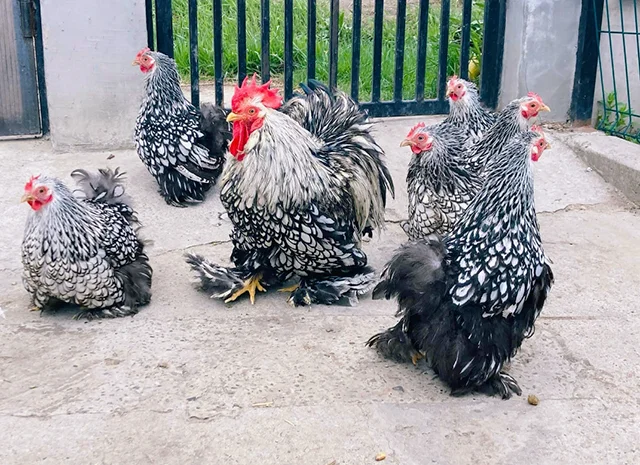 Яйце на інкубацію, курчата, Карликовий Кохінхін: фарфоровий, срібло, золото- фото № 1