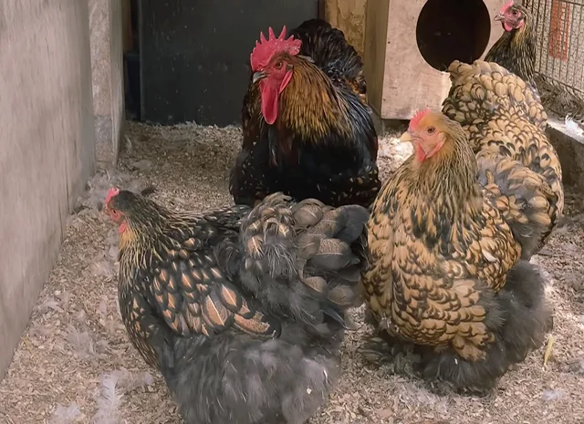 Яйце на інкубацію, курчата, Карликовий Кохінхін: фарфоровий, срібло, золото- фото № 2