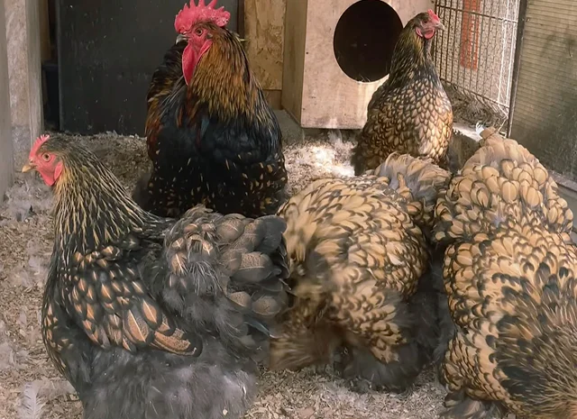 Яйце на інкубацію, курчата, Карликовий Кохінхін: фарфоровий, срібло, золото- фото № 3