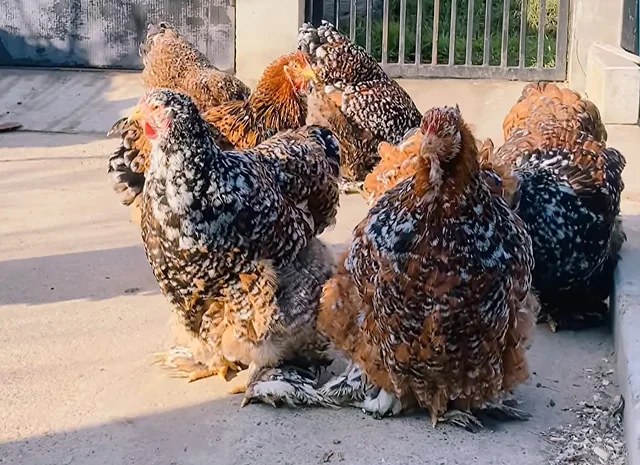 Яйце на інкубацію, курчата, Карликовий Кохінхін: фарфоровий, срібло, золото- фото № 4