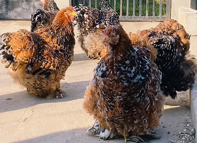 Яйце на інкубацію, курчата, Карликовий Кохінхін: фарфоровий, срібло, золото- фото № 5