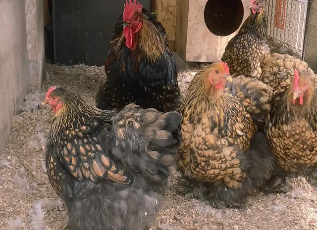 Яйце на інкубацію, курчата, Карликовий Кохінхін: фарфоровий, срібло, золото- фото № 6