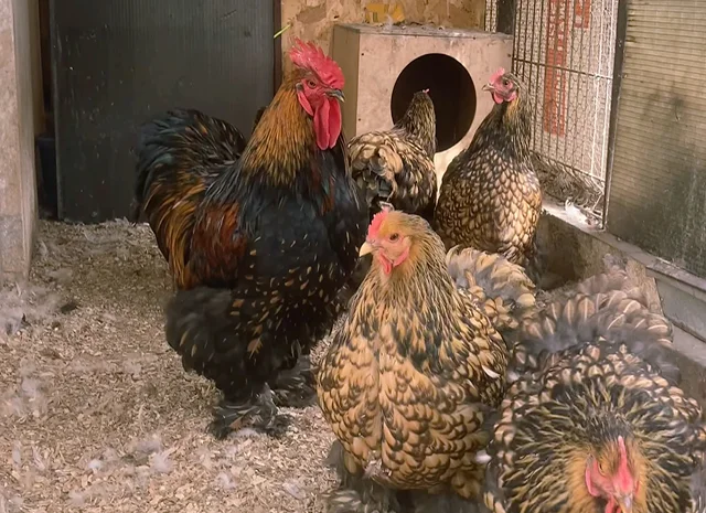 Яйце на інкубацію, курчата, Карликовий Кохінхін: фарфоровий, срібло, золото- фото № 7