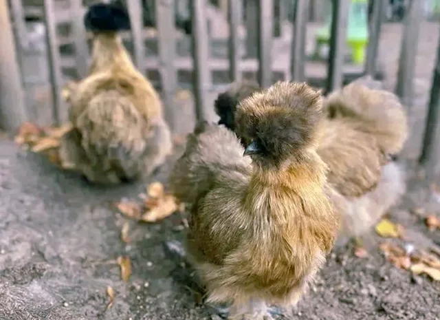 Яйце на інкубацію, курчата, Китайська шовкова: біла, шоколад, смугаста, синя- фото № 1