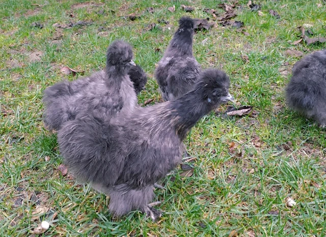 Яйце на інкубацію, курчата, Китайська шовкова: біла, шоколад, смугаста, синя- фото № 2