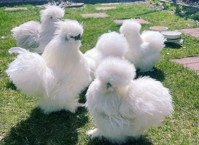 Яйце на інкубацію, курчата, Китайська шовкова: біла, шоколад, смугаста, синя- фото № 4