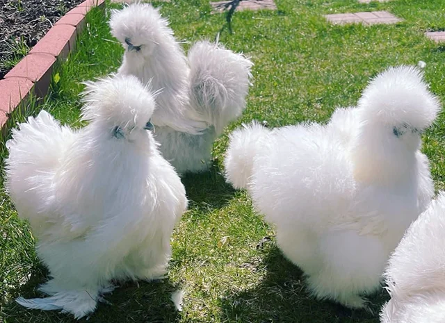 Яйце на інкубацію, курчата, Китайська шовкова: біла, шоколад, смугаста, синя- фото № 5