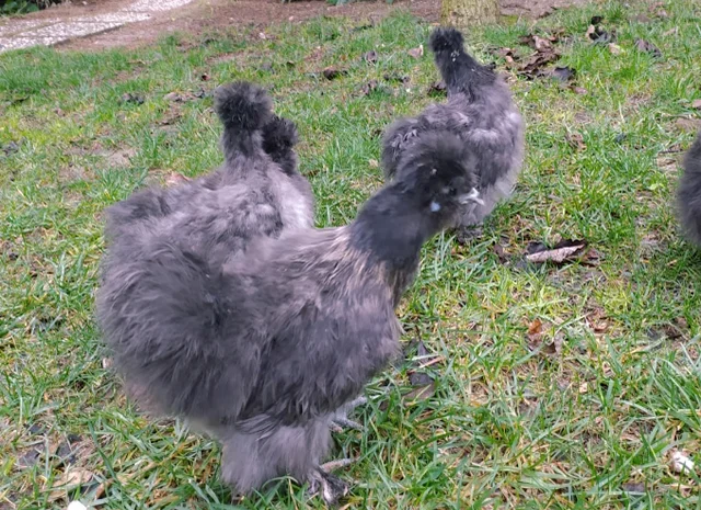 Яйце на інкубацію, курчата, Китайська шовкова: біла, шоколад, смугаста, синя- фото № 6