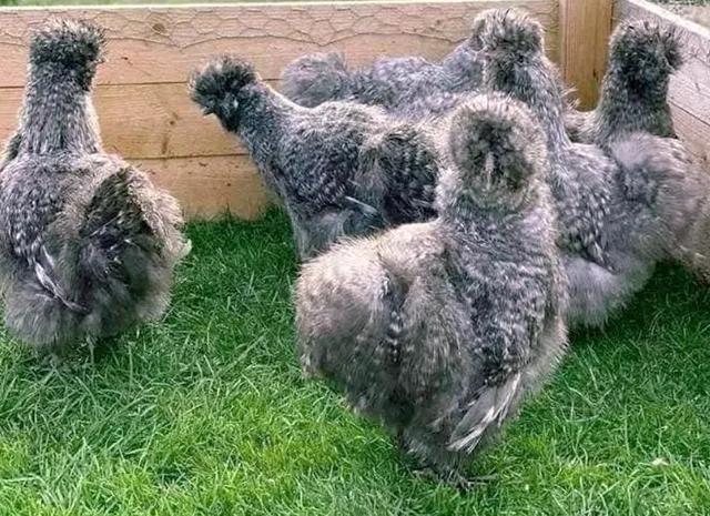 Яйце на інкубацію, курчата, Китайська шовкова: біла, шоколад, смугаста, синя- фото № 7