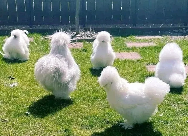 Яйце на інкубацію, курчата, Китайська шовкова: біла, шоколад, смугаста, синя- фото № 8